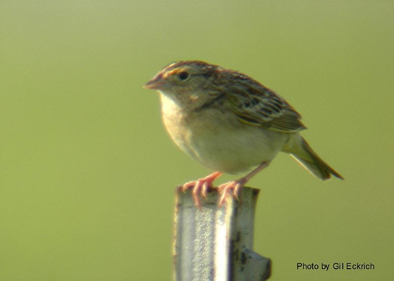Grasshopper Sparrow May 07 Field Trip 045 